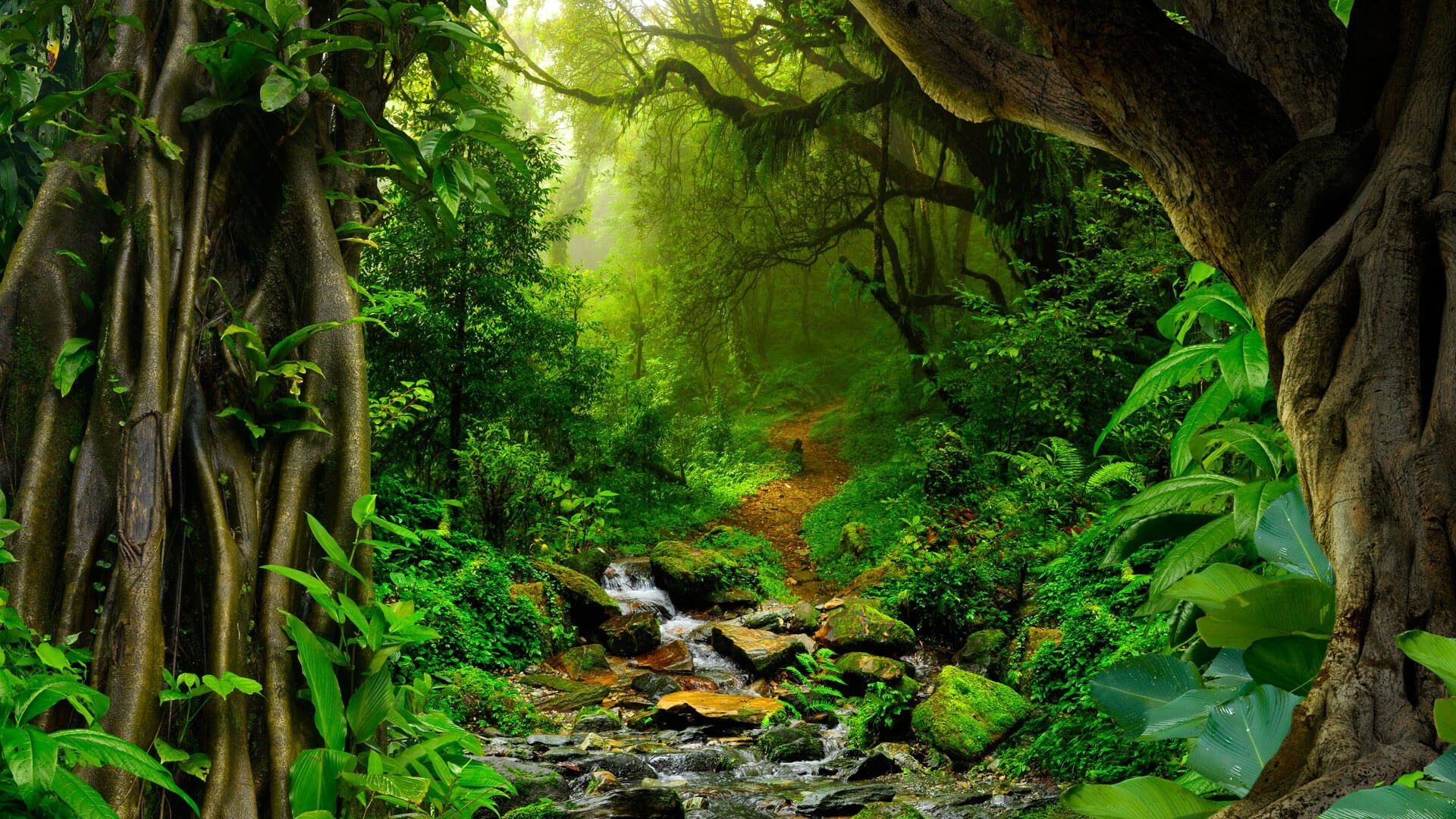 Amazon-Rain-Forest